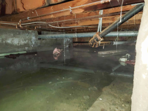 Best Residential water damage restoration  in Pine Manor, FL