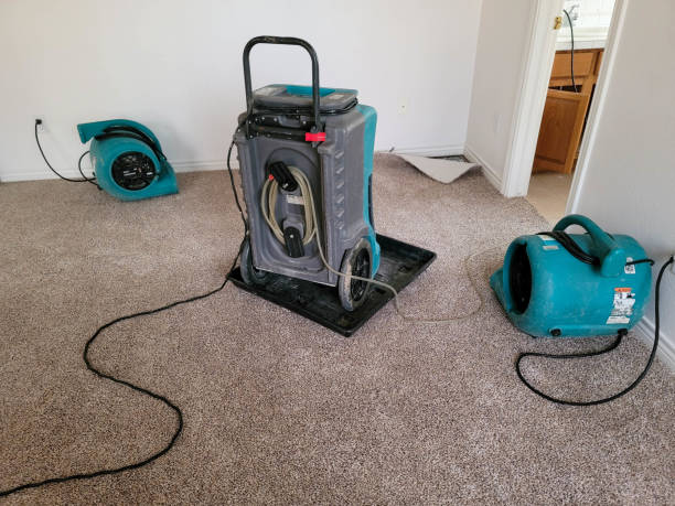 Best Professional water damage repair  in Pine Manor, FL
