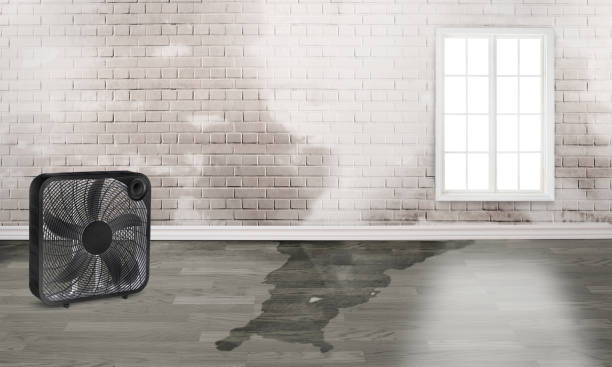 Best Basement water damage restoration  in Pine Manor, FL